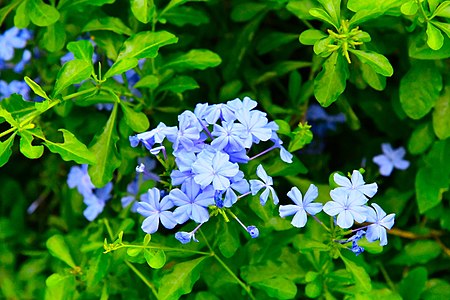 D85 5263 Blue Flower from Phu Langka National Park, Thailand