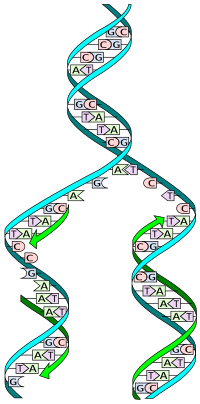 DNA replication: The double helix is un'zipped' and unwound, then each separated strand (turquoise) acts as a template for replicating a new partner strand (green). Nucleotides (bases) are matched to synthesize the new partner strands into two new double helices. DNA replication split.svg