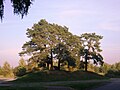 Pine trees by the cemetery