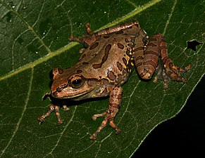 പാർശ്വം