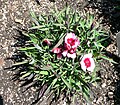 Dianthus chinensis - Raspberry parfait