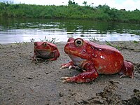 Tomaatkikkers (Dyscophus antongilii)