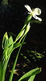 Fleur de Eleutherine bulbosa