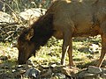 Elk (wapiti) in the Hualapai Mountains