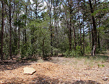 A natural burial gravesite with just a stone to mark the grave Eloise woods 2011.jpg