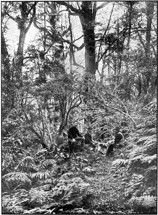 Three men and a dog in the bush surrounded by ferns, trees, creepers and mosses