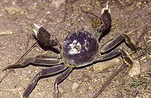 Chinese mitten crab EriocheirSinensis1.jpg