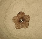 Fossil Florissantia quilchenensis flower