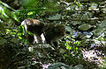 Formosan rock macaque found on Yushan Trail
