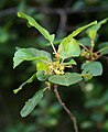 Faulbaum (Frangula alnus)