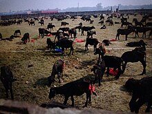 Gadhimai.jpg