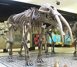 A Gomphotherium angustidens csontváza