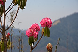 घोरेपानीको डाँडामा गुराँसको फूल