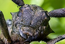 Front view of the head of Lamia textor Head of the Weaver Beetle (Lamia textor).jpg