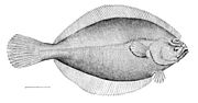 Vignette pour Hippoglossoides platessoides