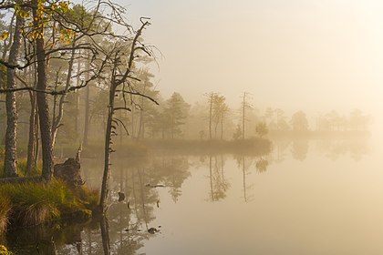 Neblina matinal no pântano Kakerdaja, região de Järva, Estônia. (definição 7 248 × 4 837)