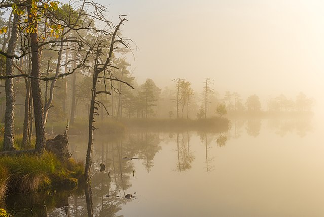 Утренний туман над болотом Какердайя