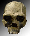 Homo ergaster (afrički Homo erectus)− Fosilna lobanja