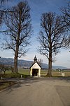 Winterlinde (Tilia cordata)