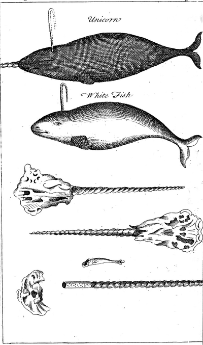 Illustration of a narwhal (labeled "Unicorn") and another sea animal (labeled "White Fish"), as well as narwhal horns, 1745.