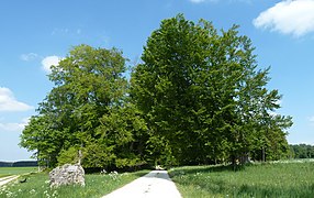 Judenbusch am 16. Mai 2020 (rechts der inzwischen umgestürzte „Judenbusch“)