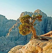 Juniperus phoenicea , Petra