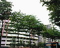 Trees from Singapore