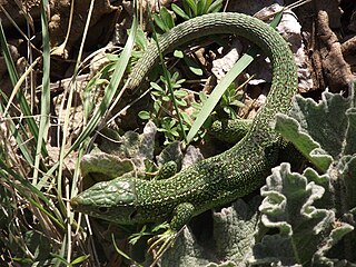 Lézard vert au Malmont, ville de Draguignan (Var, 2013).