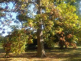 A fa őszi színekben