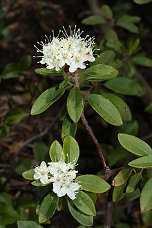 Rhododendron neoglandulosum (Ledum glandulosum)