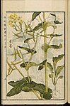 Töa botànica de B. rapa, da l'enciclopedîa giaponéize Seikei Zusetsu.