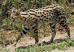 Leptailurus serval-Национален парк Серенгети, Танзания-8.jpg