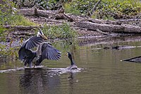 93. Platz: Uwilein Neu! mit Naturschutzgebiet „Kormorankolonie bei Niederhof“ (NSG N 62), Mecklenburg-Vorpommern: Ein Graureiher (Ardea cinerea) landet neben einem Kormoran (Phalacrocorax carbo).