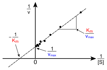 http://upload.wikimedia.org/wikipedia/commons/thumb/7/70/Lineweaver-Burke_plot.svg/350px-Lineweaver-Burke_plot.svg.png