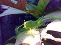 Locust nymph in article Locust