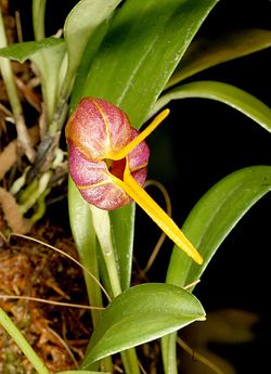 Masdevallia encephala Orchi 029. jpg