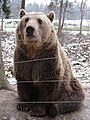 Medvěd v Zoo Tábor