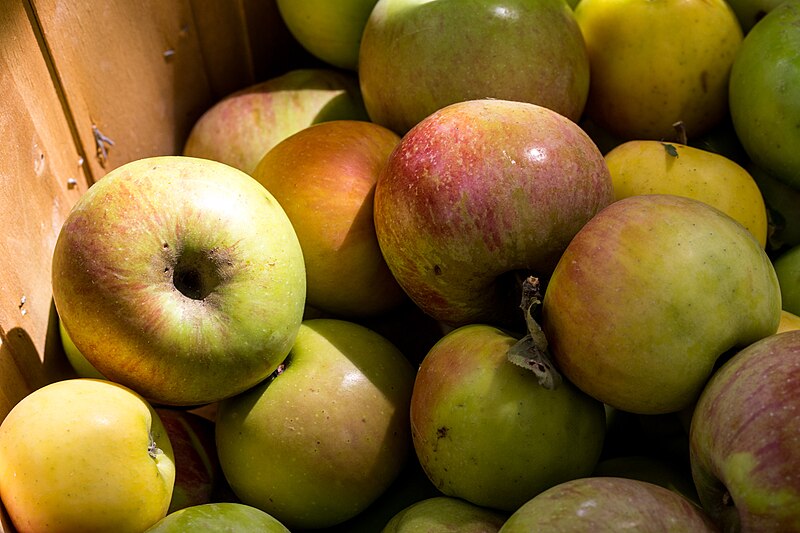 File:Mixed Apples for Cider Pressing.jpg
