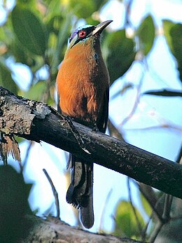 Diadém-motmot (Momotus momota)