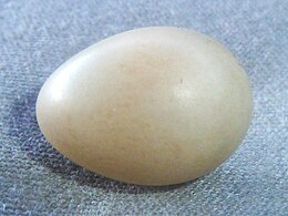 Off-white egg of the nominate subspecies – the base colour and markings are very variable[3]