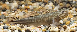 Mugilogobius abei