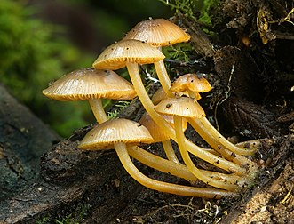 Mycena leaiana var. australis, champignon saproxyle australasien. (définition réelle 1 976 × 1 502)