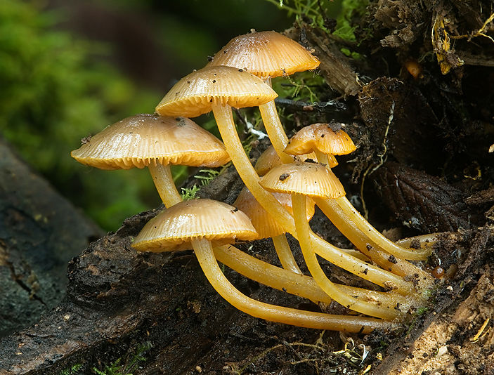 Mycena leaiana var. australis