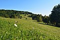 Gola planina