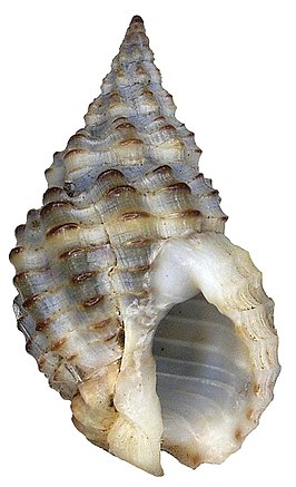 Nassarius myristicatus