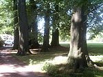 Oude bomen nabij villa Kalheupink