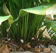 Orchidantha (Lowiaceae)