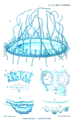 Строение медузы L. tanganyicae