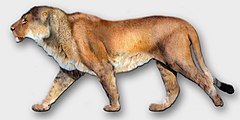 American lions exceeded extant lions in size and ranged over much of North America until 11,000 BP. PantheraLeoAtrox1 (retouched).jpg