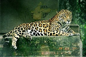 A jaguar at a wildlife rescue & rehabilitation centre in Formosa Province, Argentina.